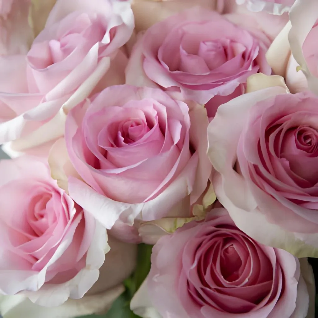 Fresh European Cut Light Pink Roses For Your House