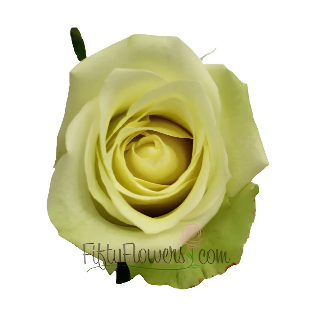 Jade Green Bulk Rose