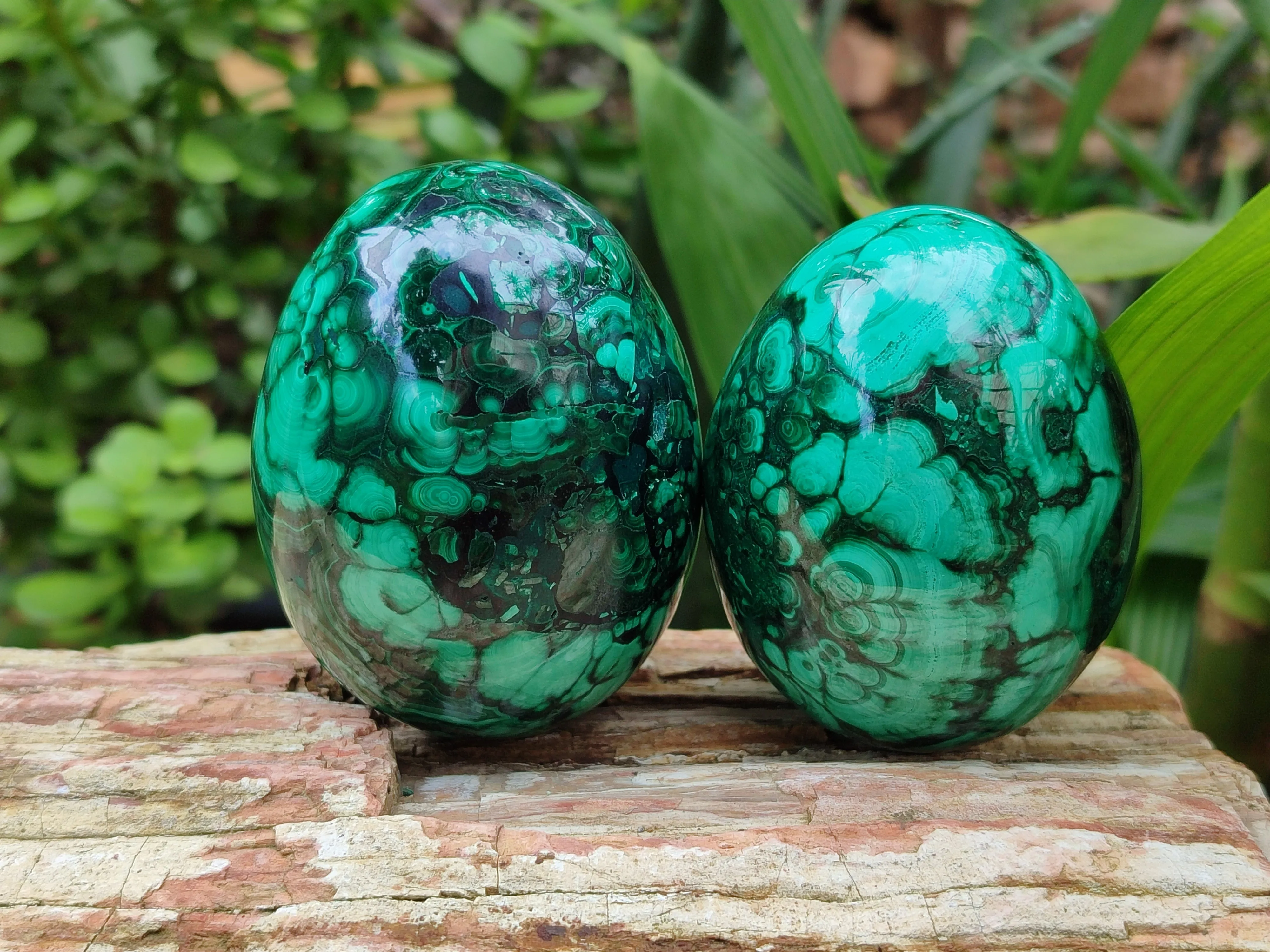 Polished Classic Large Solid Flower Banded Malachite Gemstone Eggs - Sold Per Item - From Congo