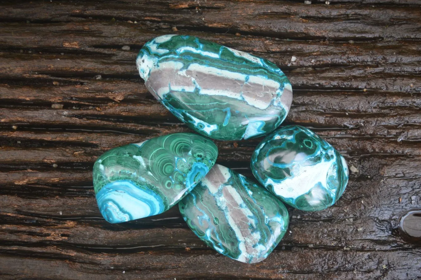 Polished Gorgeous Patterned Malacholla Free Forms  x 4 From Congo