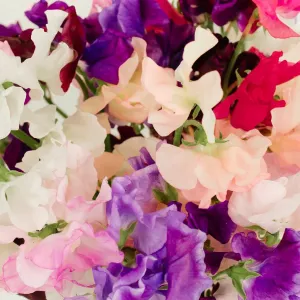 Sweet Pea Mix for Arranging